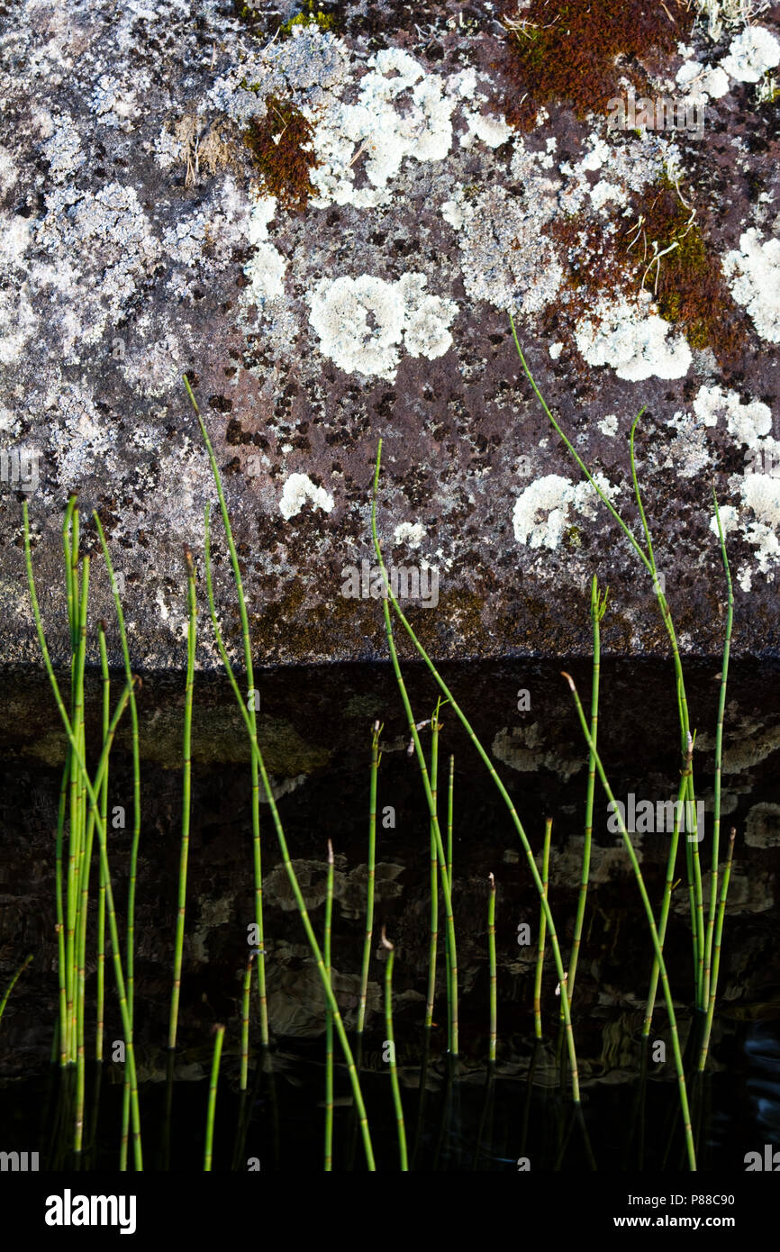 Les lichens en Finlande Banque D'Images
