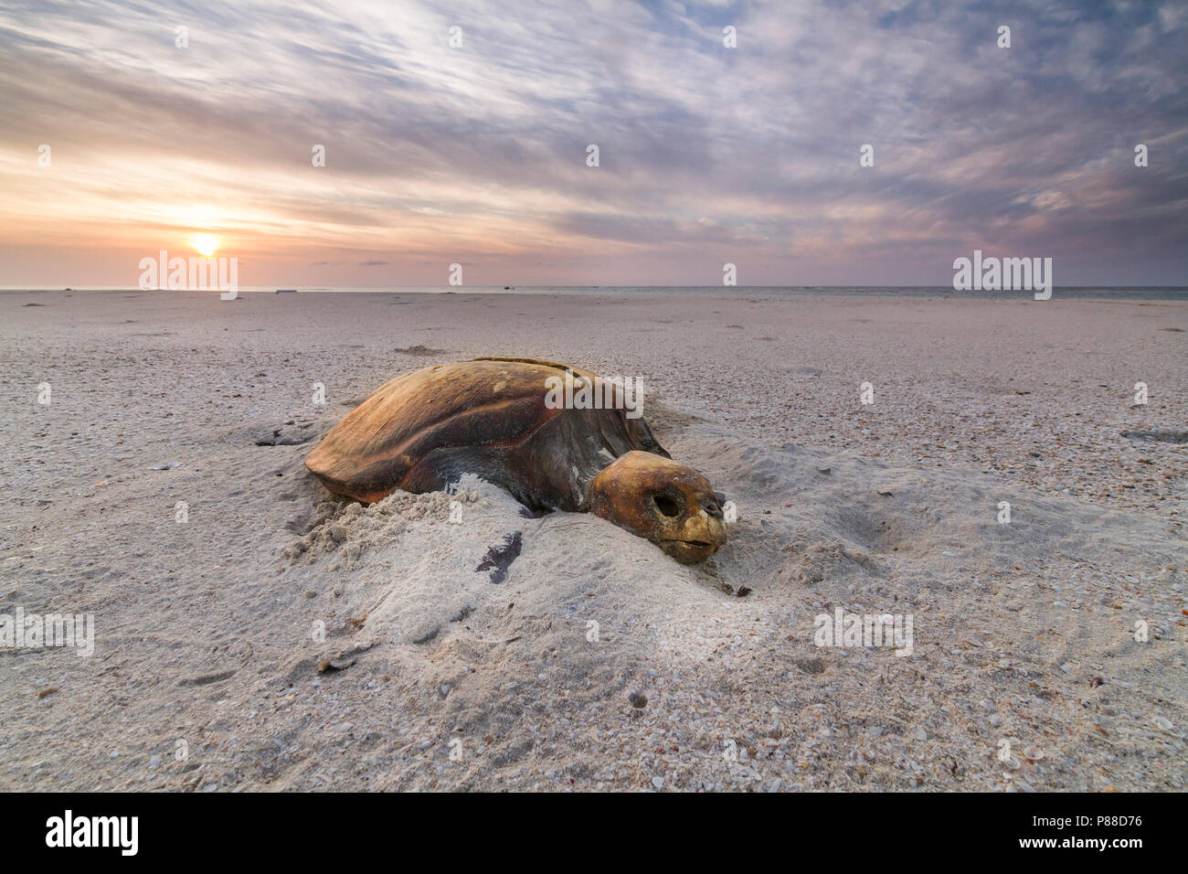 Tortue - Unechte Karettschildkröte - Caretta caretta, Oman, carcasse morte at beach Banque D'Images