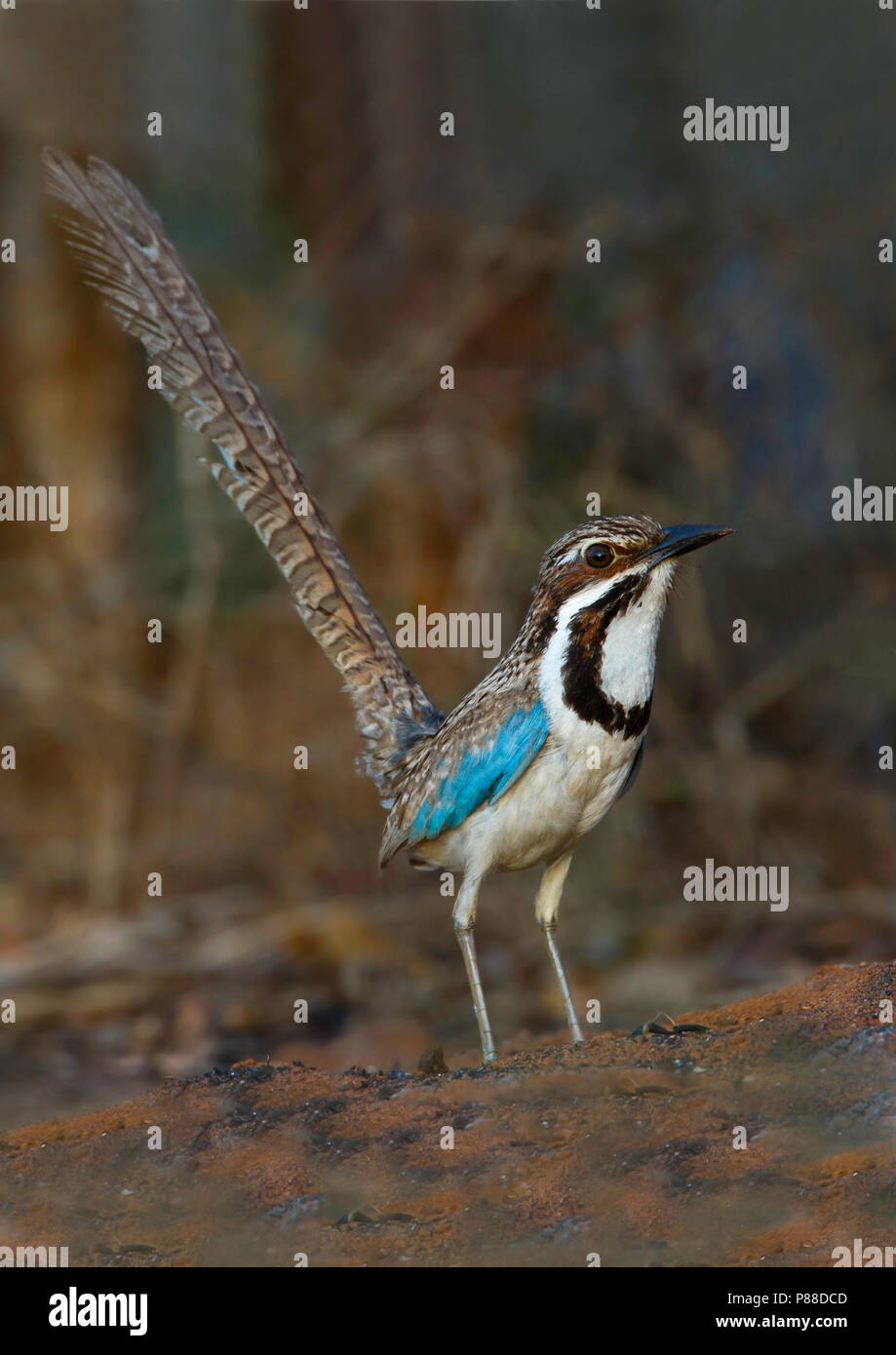 Ground-Roller à longue queue (Uratelornis chimaera) une ressource rare endémique localisée sur les forêts épineuses van de Madagascar. Banque D'Images