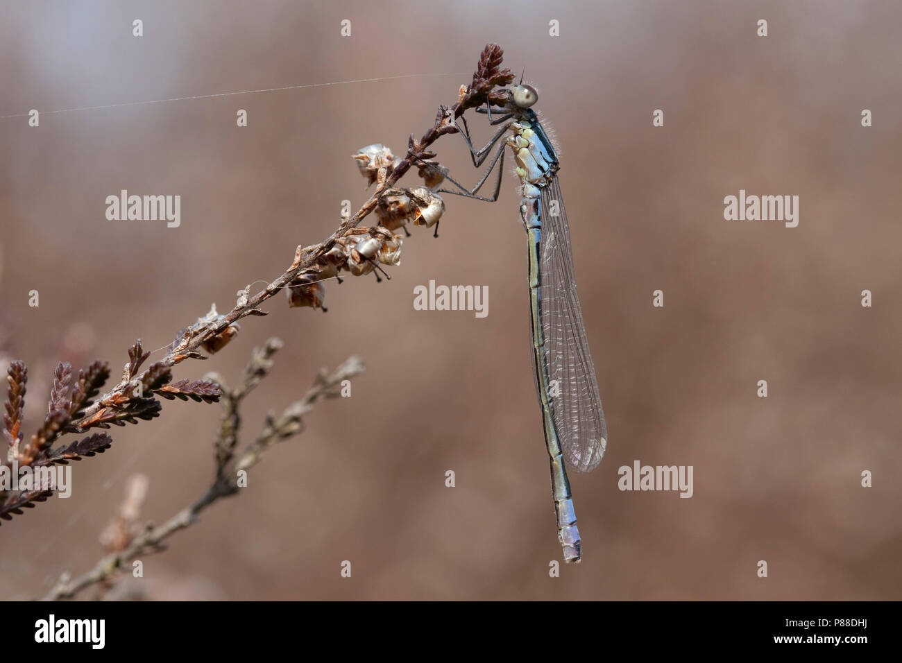 Imago Maanwaterjuffer ; Bluet Crescent Adultes Banque D'Images