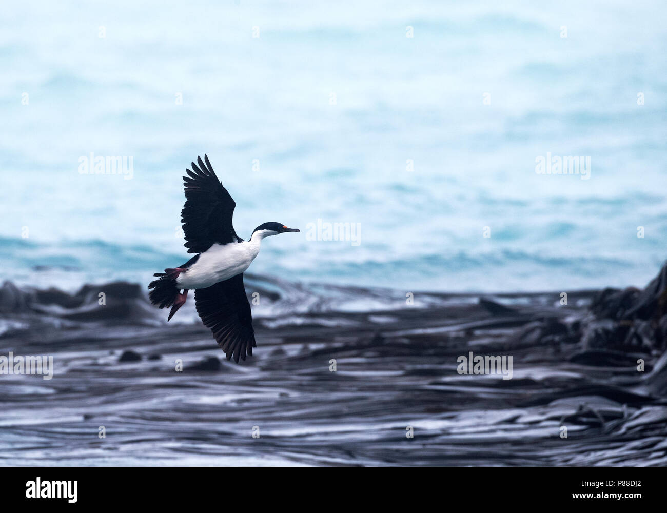 Shag Macquarie (Leucocarbo purpurascens) près de la station de recherche en mer battant Buckles bay, l'île Macquarie. C'est un cormoran marin originaire d'Macqu Banque D'Images