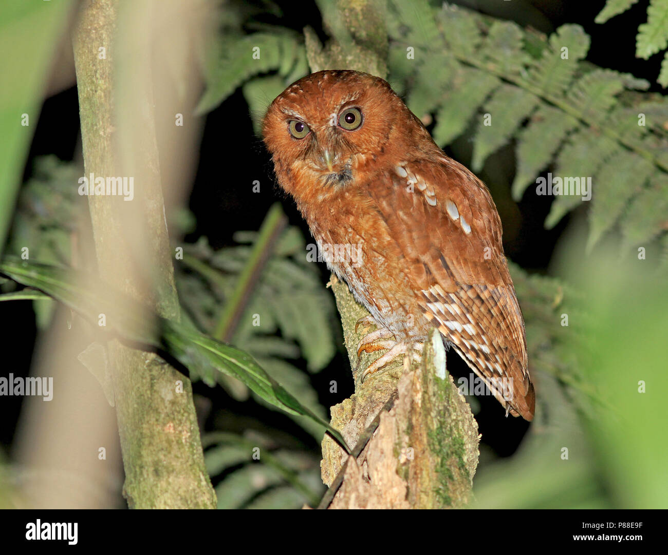 L'a récemment décrit Santa Marta Screech Owl (Megascops gilesi) une espèce endémique de Colombie de hiboux. Banque D'Images