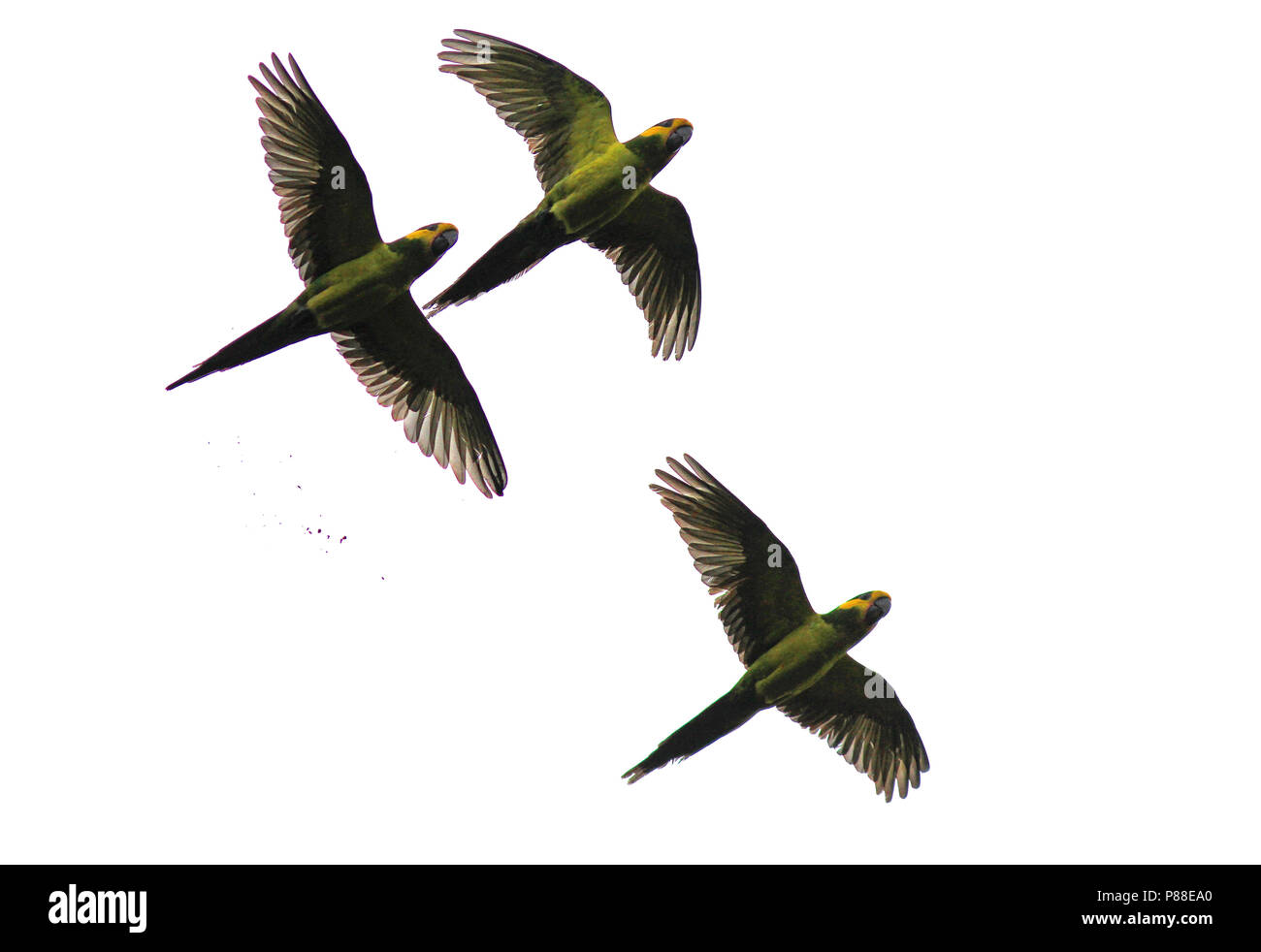Yellow-eared Parrot (Ognorhynchus icterotis) une espèce en voie de disparition des Andes colombiennes. Banque D'Images