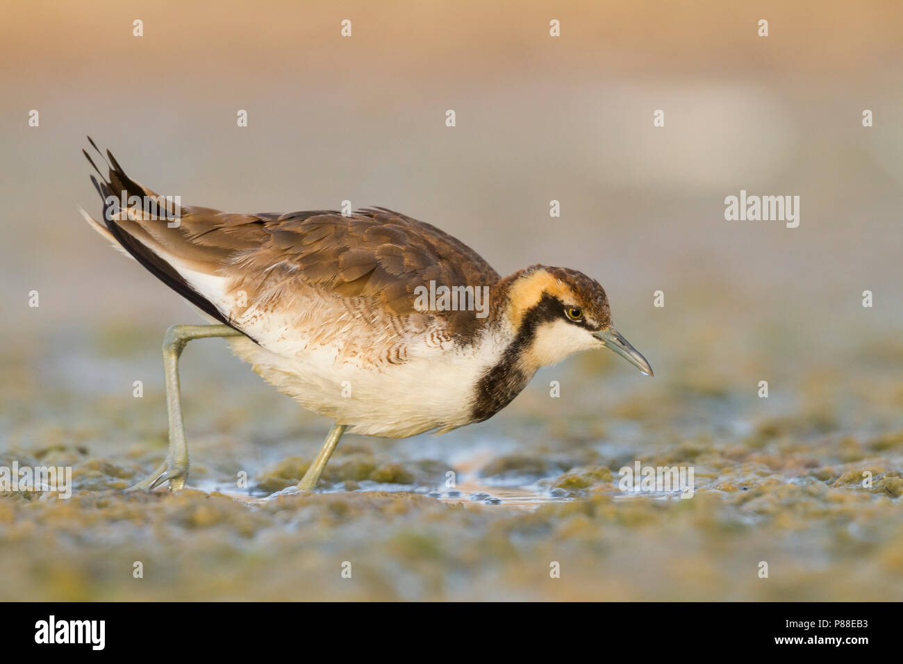 Pheasant-tailed Jacana - Fasanblatthühnchen - Hydrophasianus chirurgus non reproducteurs, Oman, Banque D'Images