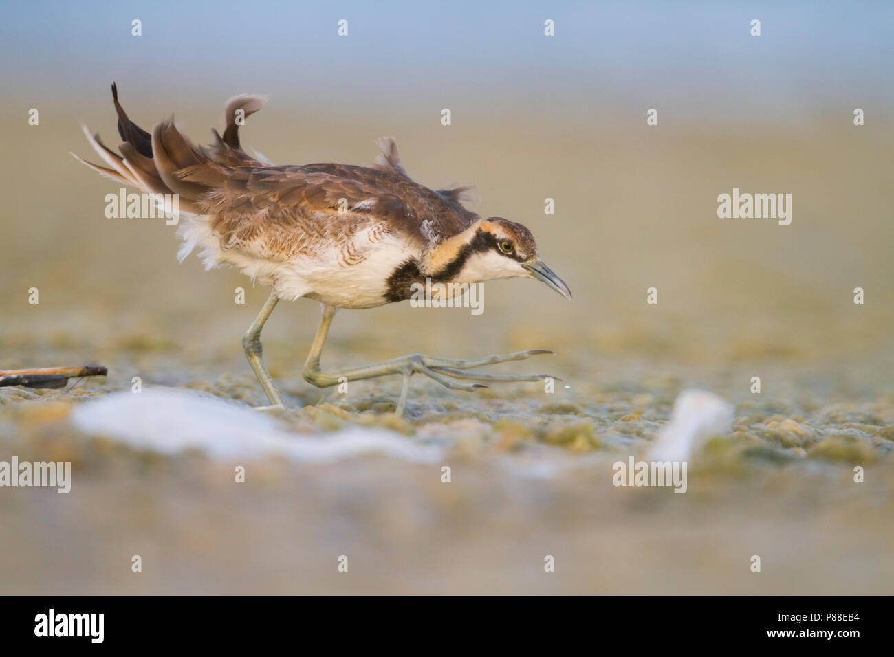 Pheasant-tailed Jacana - Fasanblatthühnchen - Hydrophasianus chirurgus non reproducteurs, Oman, Banque D'Images