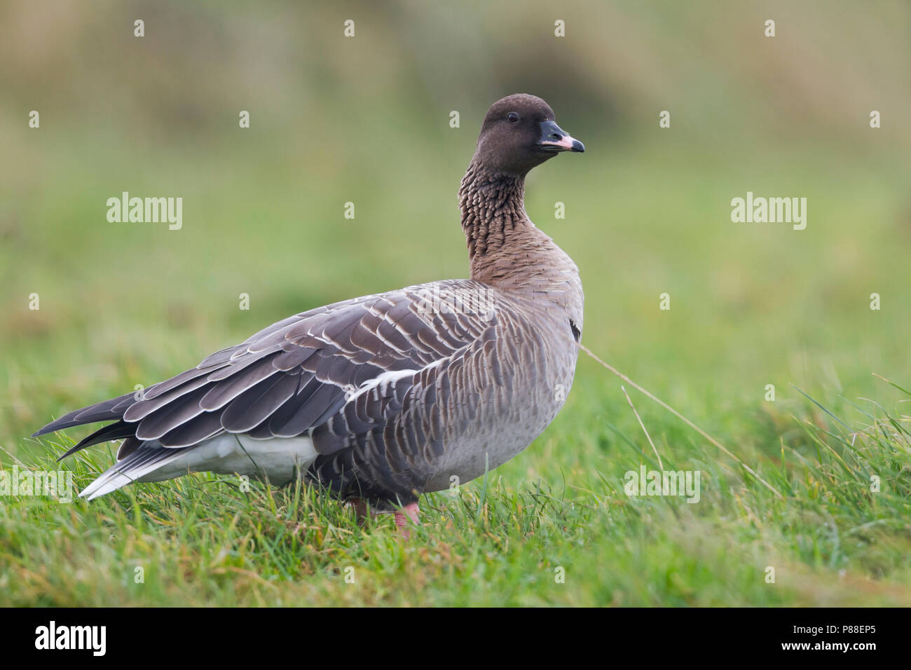 Oie à bec court Anser brachyrhynchus - Kurzschnabelgans -, l'Allemagne, des profils Banque D'Images