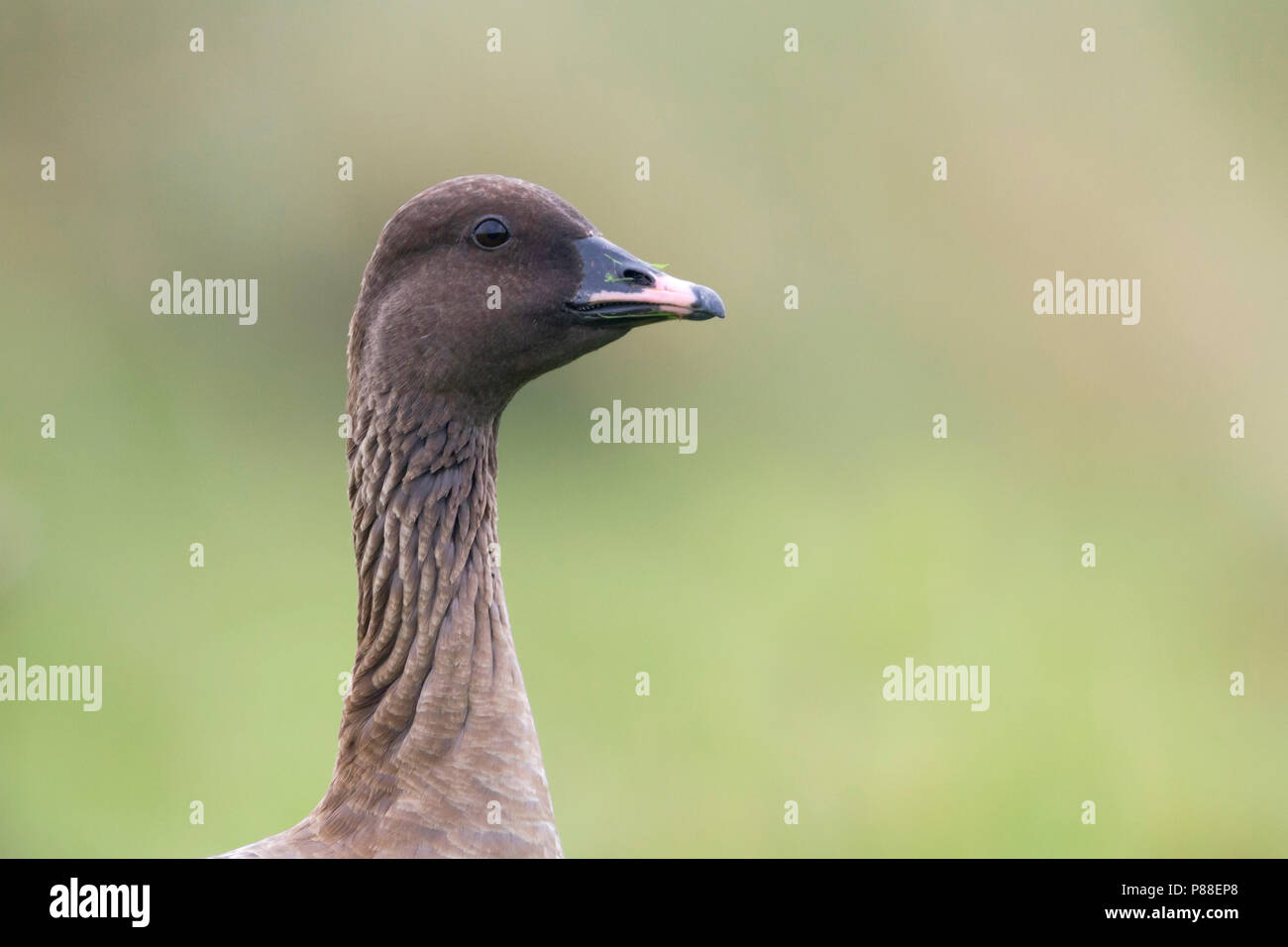 Oie à bec court Anser brachyrhynchus - Kurzschnabelgans -, l'Allemagne, des profils Banque D'Images