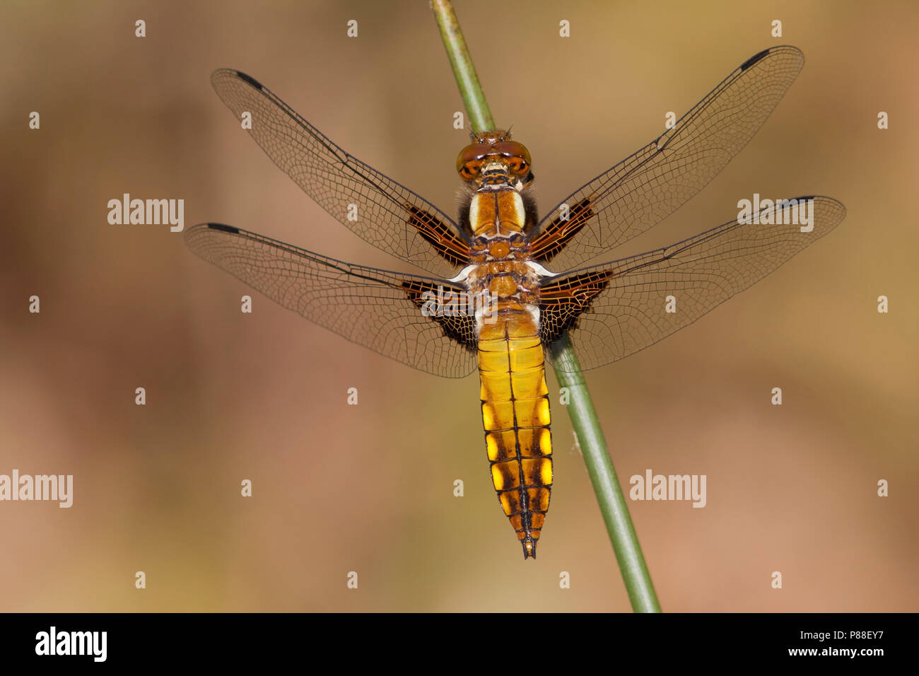 Imago Platbuik ; adulte large taille Chaser ; Banque D'Images