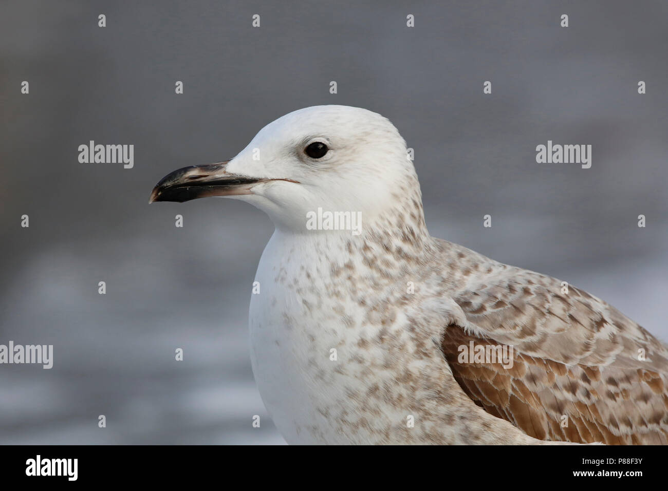 Pontische meeuw dans de mouette caspienne ; voir la carte dans le centre-ville Banque D'Images