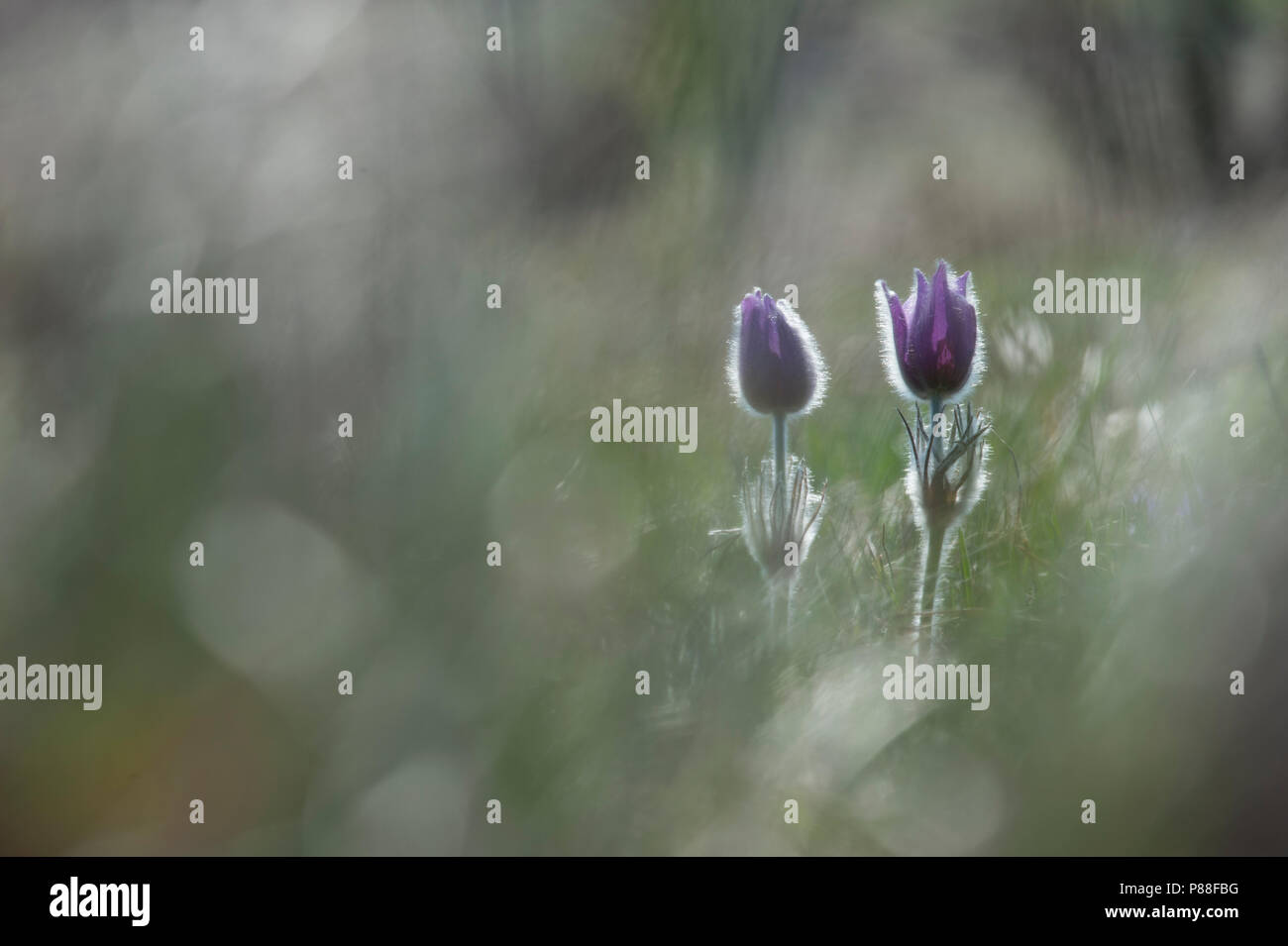 Van bloeiend Wildemanskruid gros plan, Close-up de la floraison Pasque Flower Banque D'Images