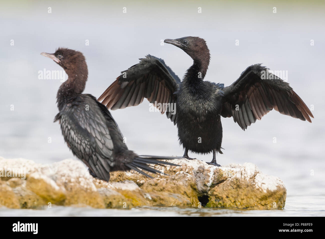 Cormoran pygmée - Zwergscharbe - Turdus pygmaeus, Croatie, adulte Banque D'Images