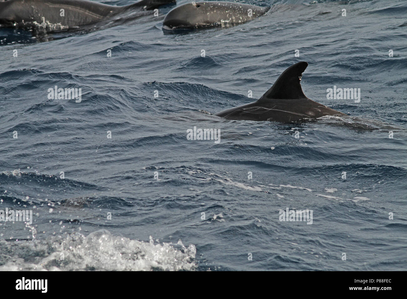 L'Orque pygmée (Feresa attenuata) un mal connue et rarement vu des dauphins océaniques. Banque D'Images