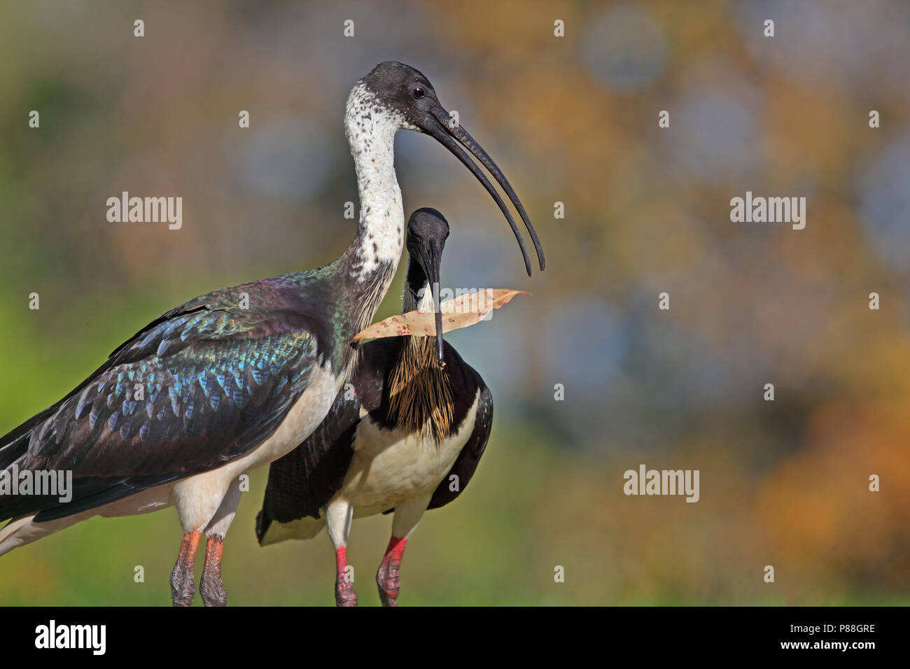 Ibis, Threskiornis spinicollis Banque D'Images