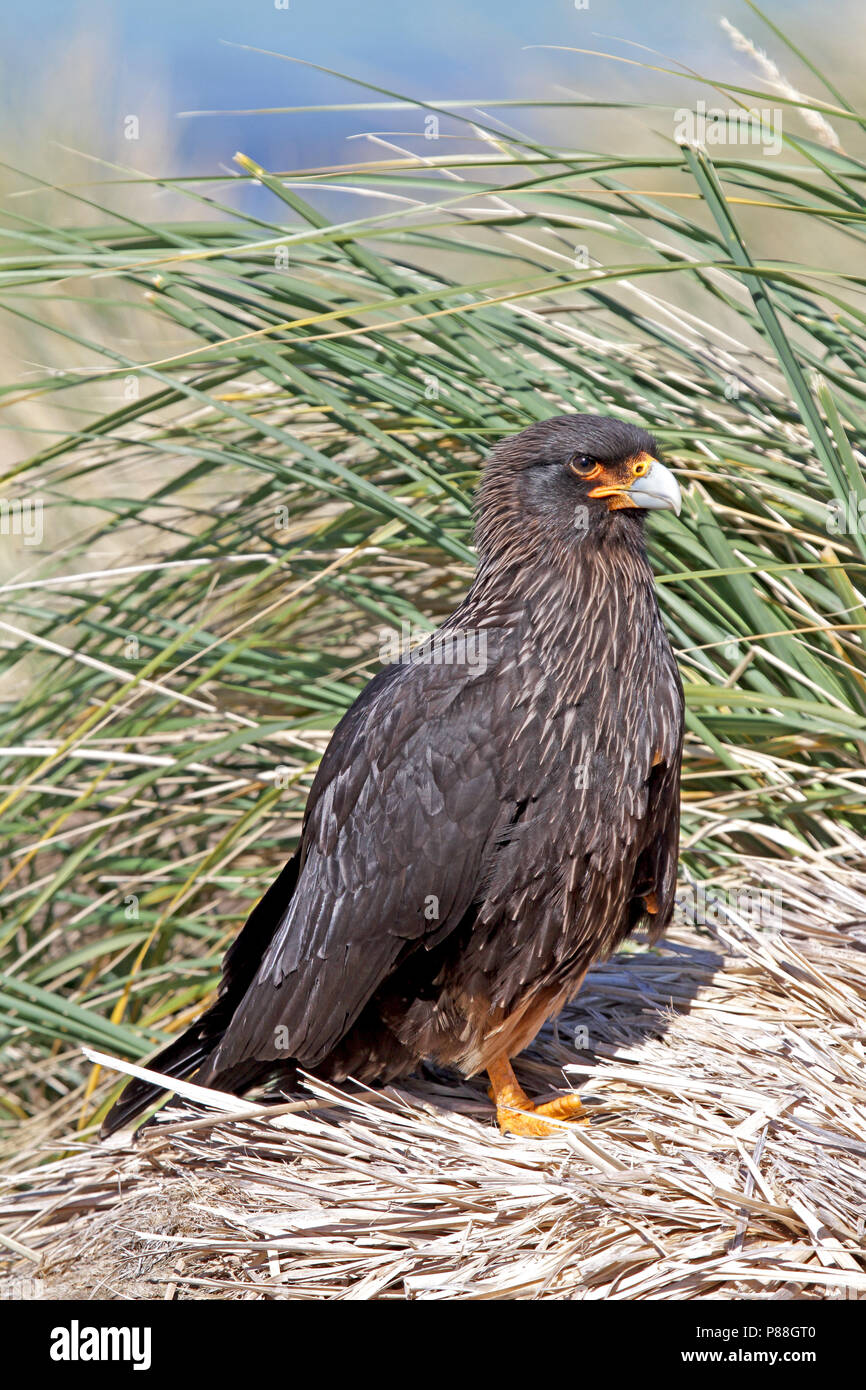 Caracara strié (Phalcoboenus australis) d'un rapace des îles Falkland. Banque D'Images