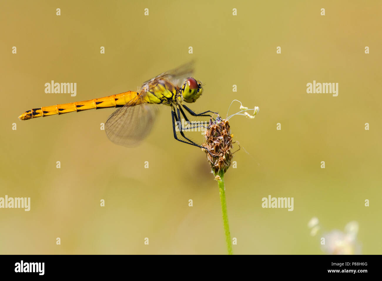 Kempense Vrouwtje heidelibel, femme repéré vert Banque D'Images