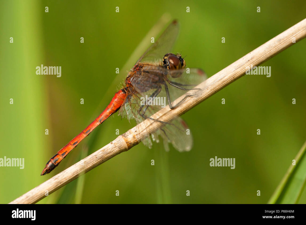 Mannetje Kempense heidelibel Sympetrum depressiusculum, homme Banque D'Images
