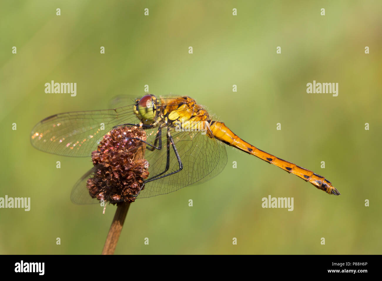 Vers mannetje Kempense heidelibel, Sympetrum depressiusculum mâles immatures Banque D'Images