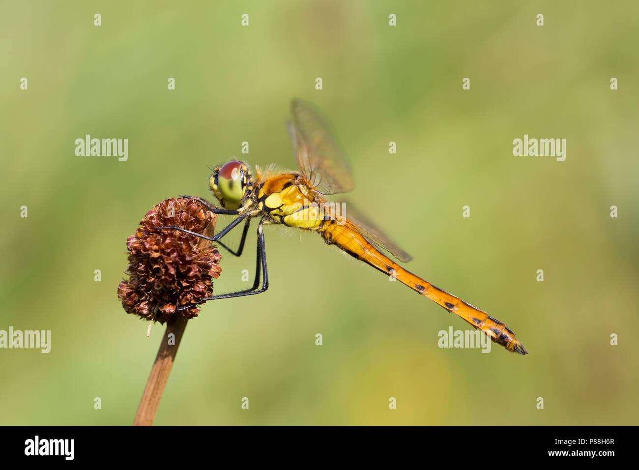 Vers mannetje Kempense heidelibel, Sympetrum depressiusculum mâles immatures Banque D'Images