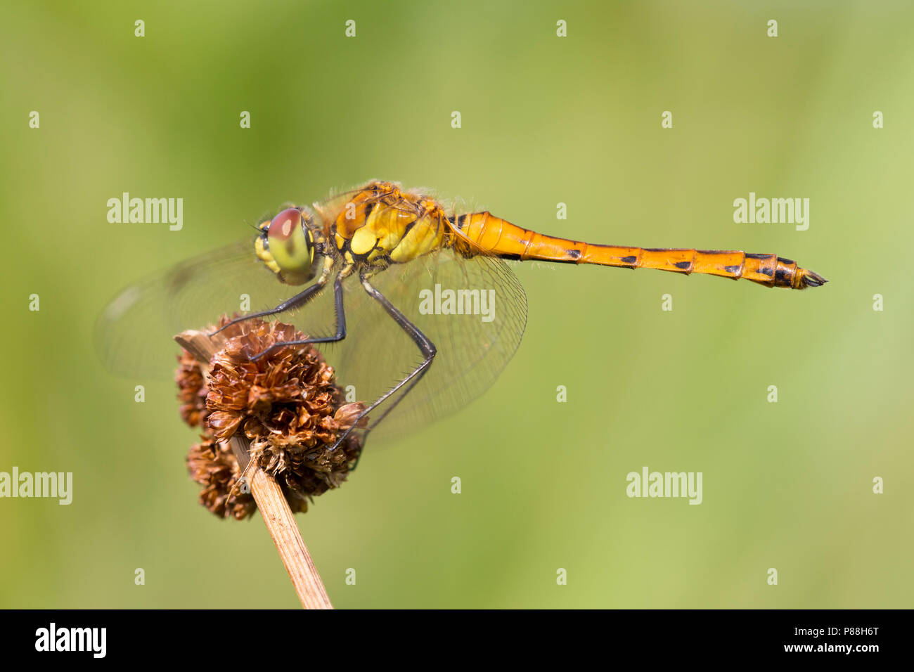 Vers mannetje Kempense heidelibel, Sympetrum depressiusculum mâles immatures Banque D'Images