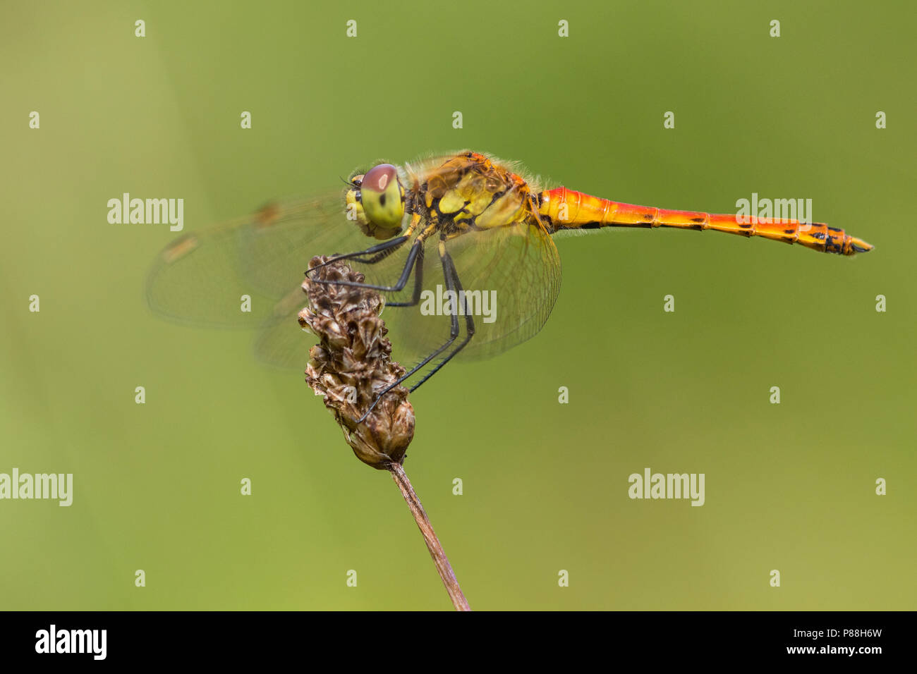 Oostduinkerke, heidelibel repéré vert Banque D'Images