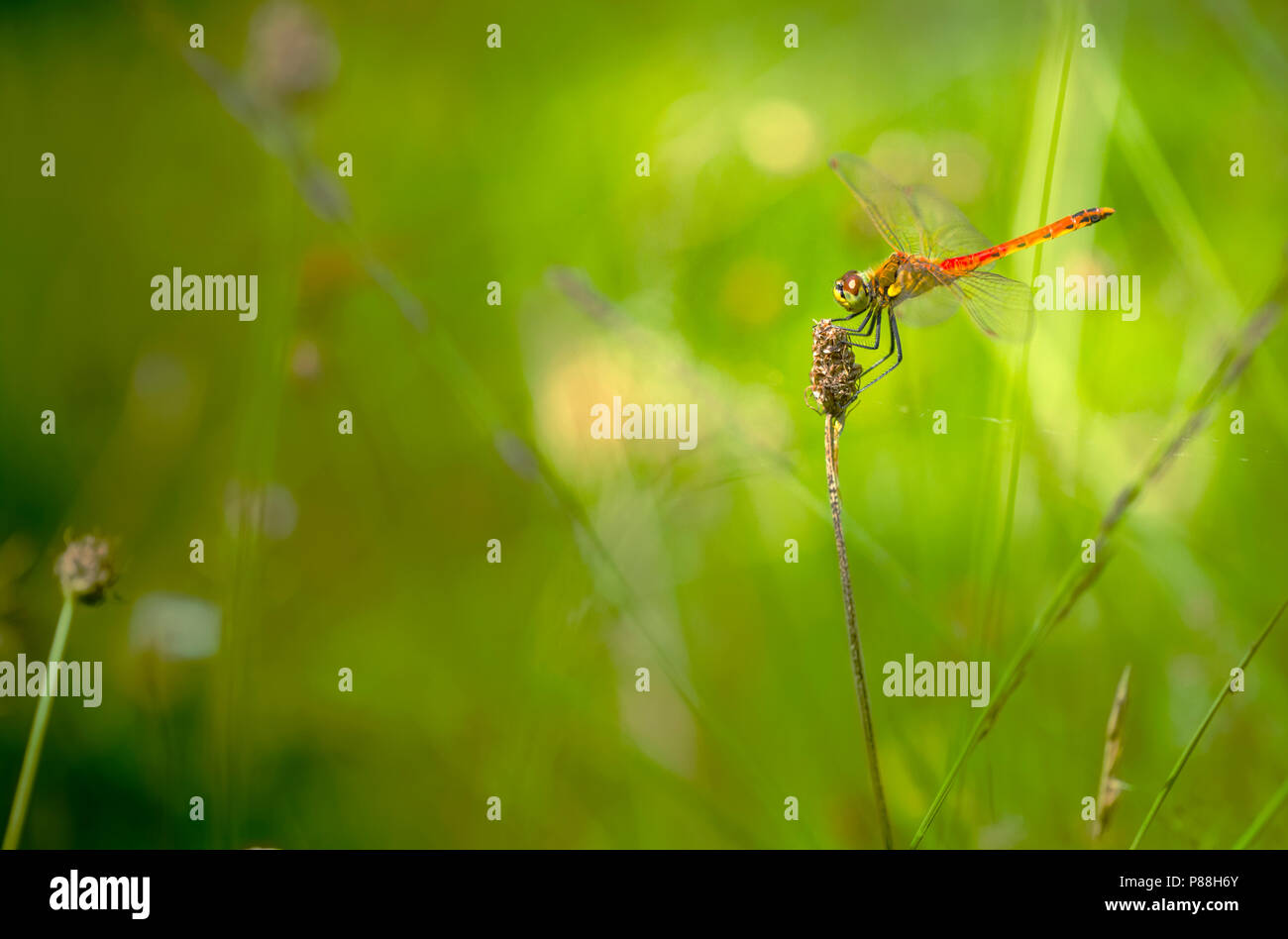 Kempense heidelibel, tacheté vert, Sympetrum depressiusculum Banque D'Images