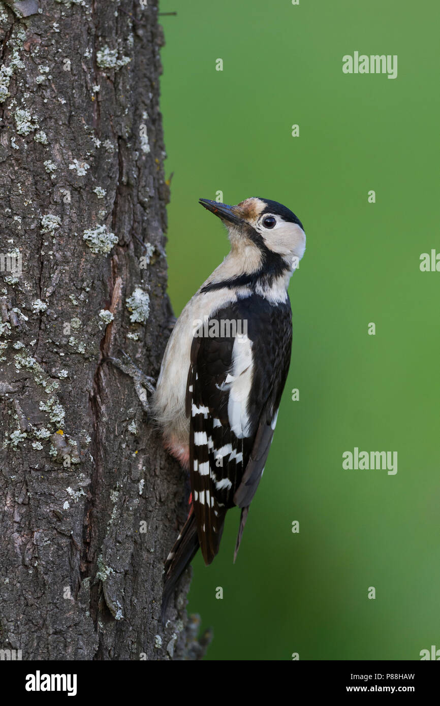 Pic - Blutspecht syrienne - Dendrocopus syriacus, Pologne, adulte de sexe féminin Banque D'Images