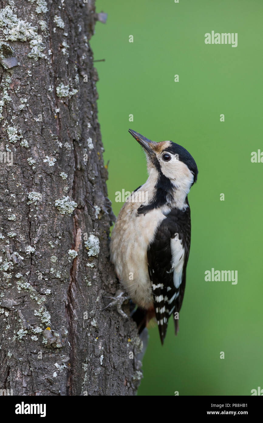 Pic - Blutspecht syrienne - Dendrocopus syriacus, Pologne, adulte de sexe féminin Banque D'Images