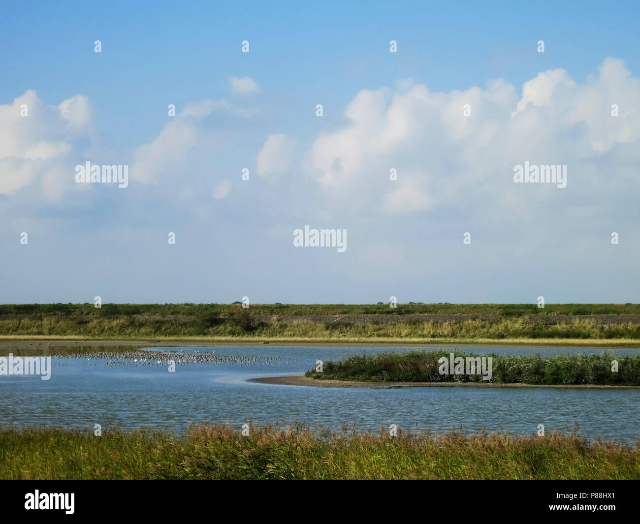 Les oiseaux dans le lac à Texel, à la fin de l'été Banque D'Images