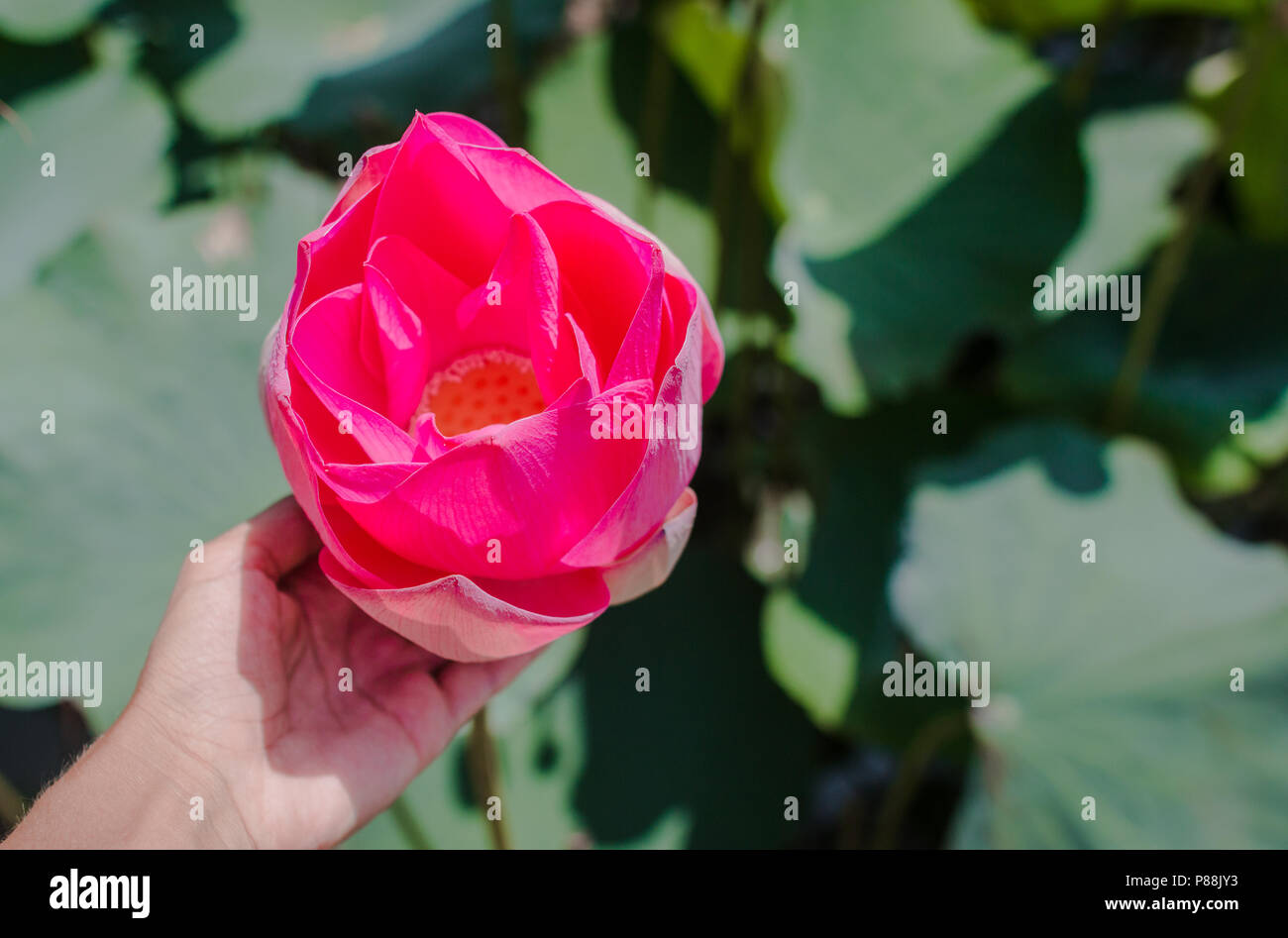 Cette belle fleur de lotus ou nénuphar est complétée par la richesse des couleurs. La femelle part tient une fleur. Banque D'Images