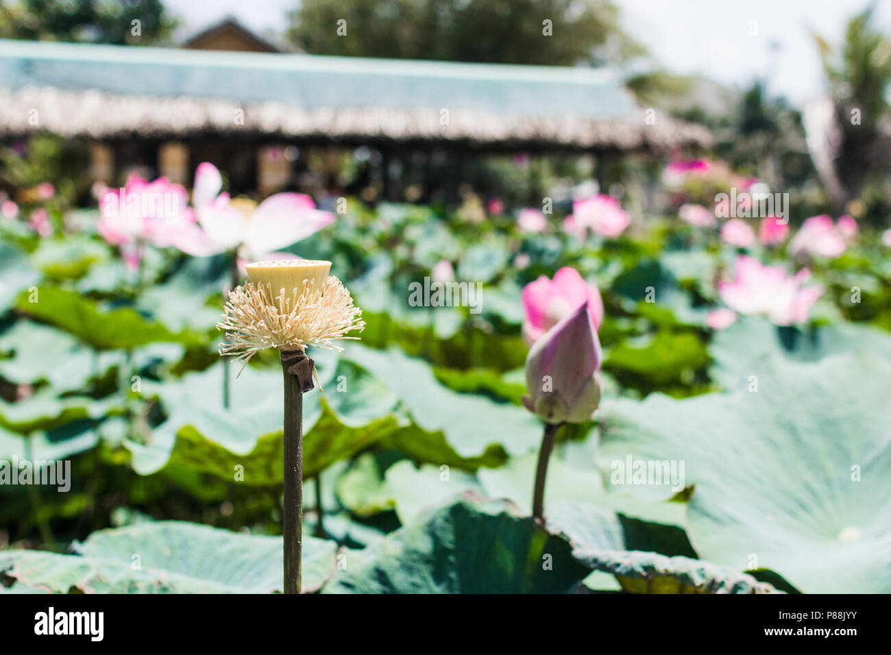 Cette belle fleur de lotus ou nénuphar est complétée par la richesse des couleurs. Banque D'Images