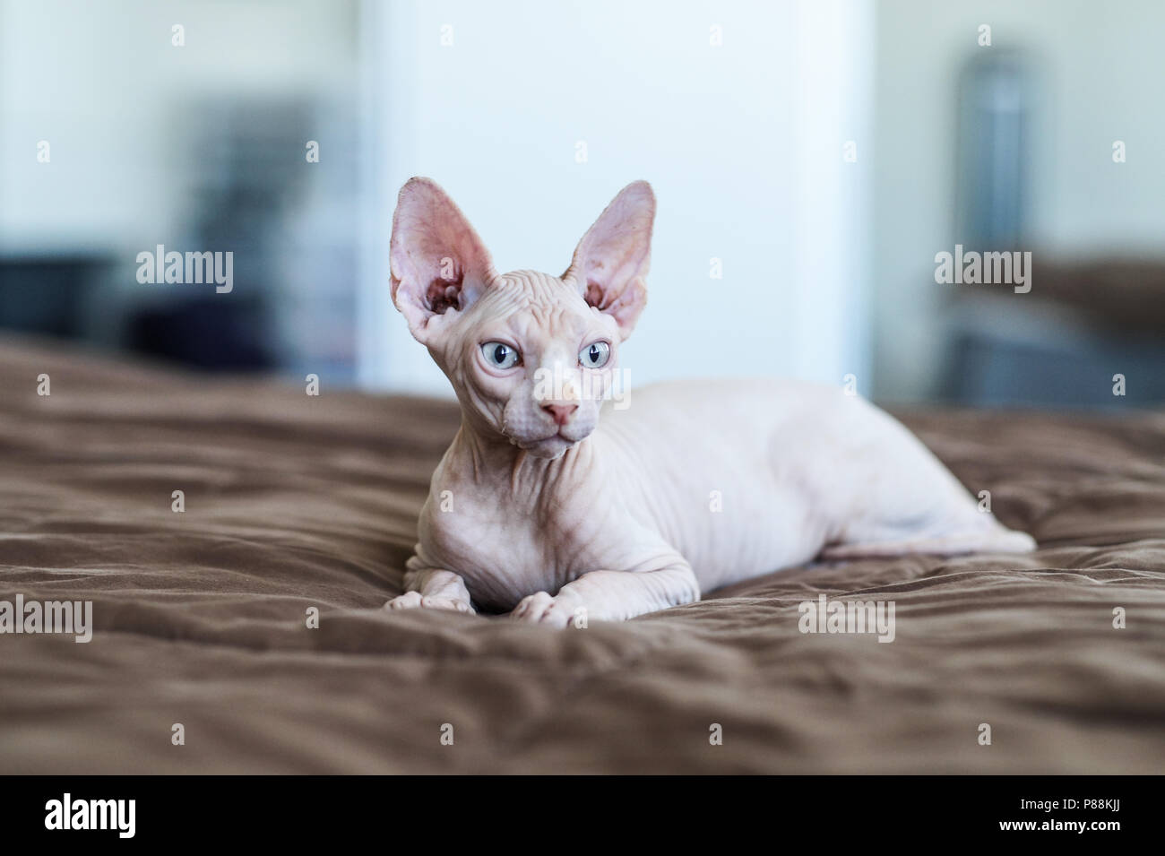 Sphynx Chat Sans Poils Sur Le Lit De Pose Photo Stock Alamy Sphynx Chat Sans Poils Sur Le Lit De Pose Photo Stock Alamy