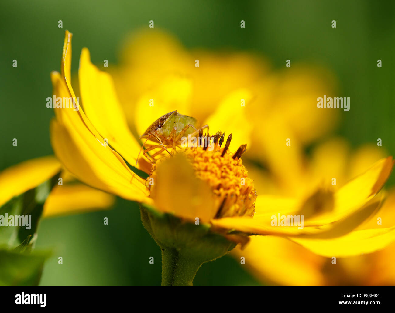 Stink bug sur fleur jaune Banque D'Images