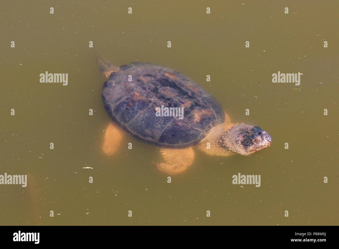 La tortue serpentine (Chelydra serpentina) dans l'eau boueuse Banque D'Images