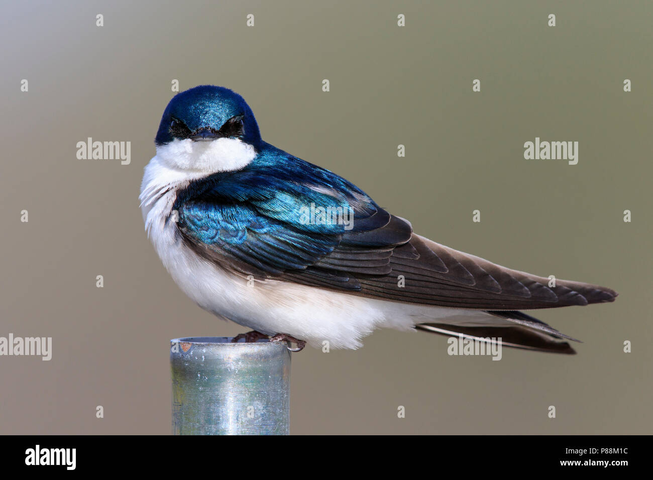 Hirondelle bicolore (Tachycineta bicolor) sur le tuyau de métal Banque D'Images