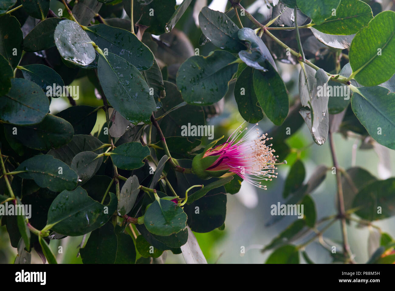 Ora fleur à les Sundarbans, Site du patrimoine mondial de l'UNESCO et une réserve faunique. La plus grande forêt de mangroves du littoral dans le monde. Kotka, Bagerha Banque D'Images