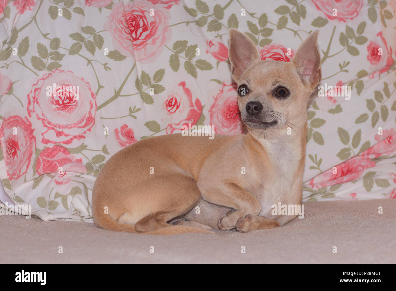 Belle choyé chihuahua puppy allongé sur un canapé en face d'un oreiller à motifs fleuris rose rose Banque D'Images