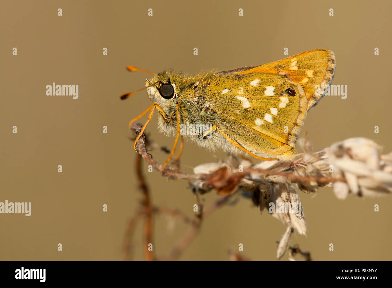 Kommavlinder / Silver-spotted Skipper (Hesperia comma) Banque D'Images