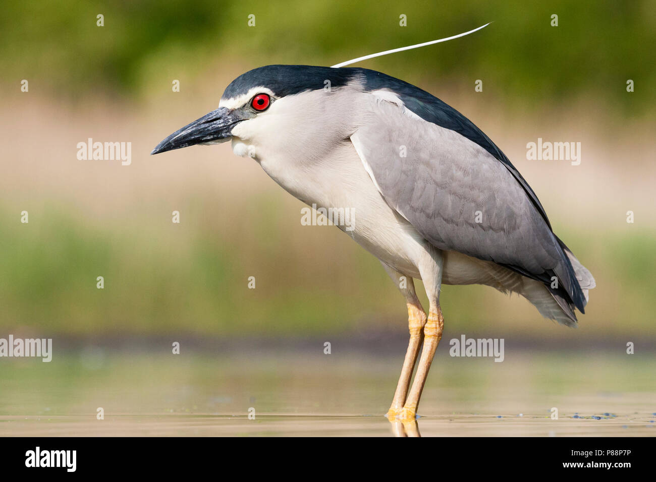 Dans l'eau ; Kwak staand bihoreau gris debout dans l'eau Banque D'Images