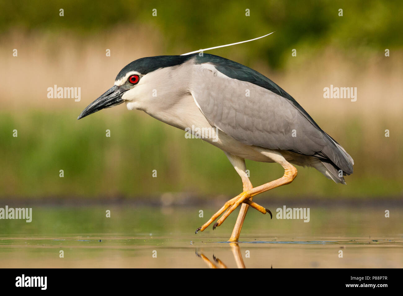 Dans l'eau ; Kwak lopend bihoreau gris marcher dans l'eau Banque D'Images