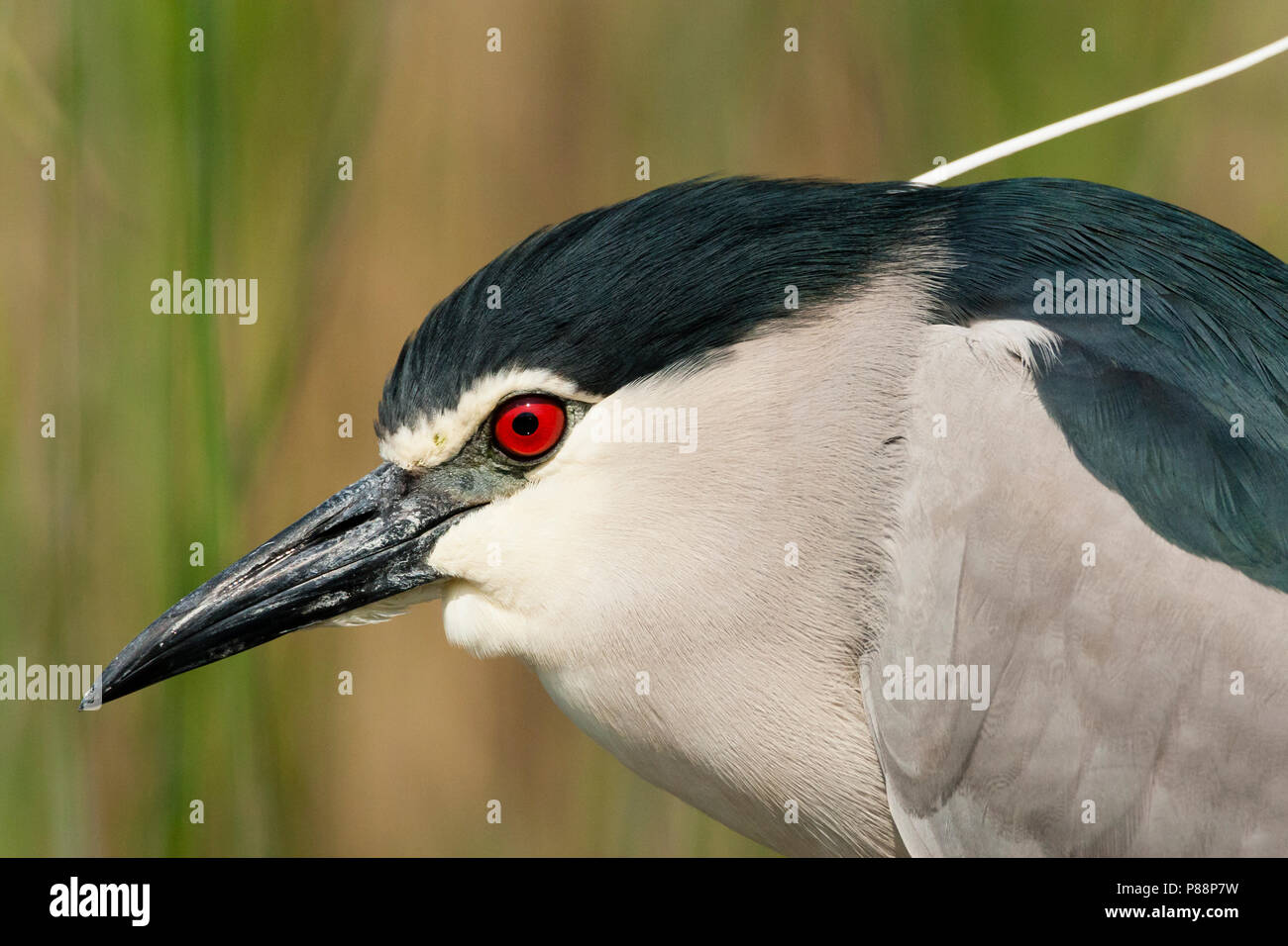 Kwak portret ; bihoreau gris portrait Banque D'Images