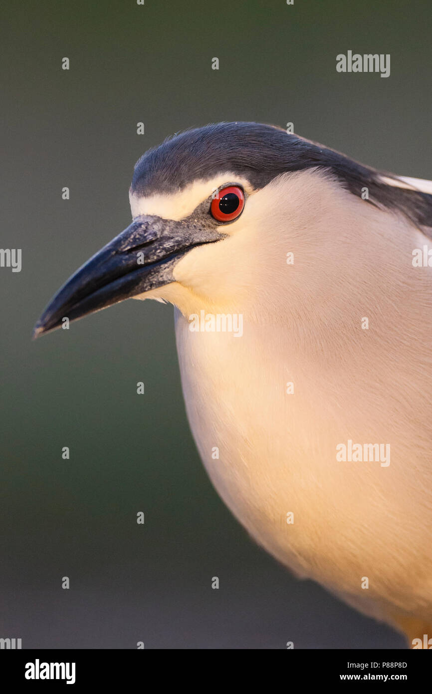 Kwak portret ; bihoreau gris portrait Banque D'Images
