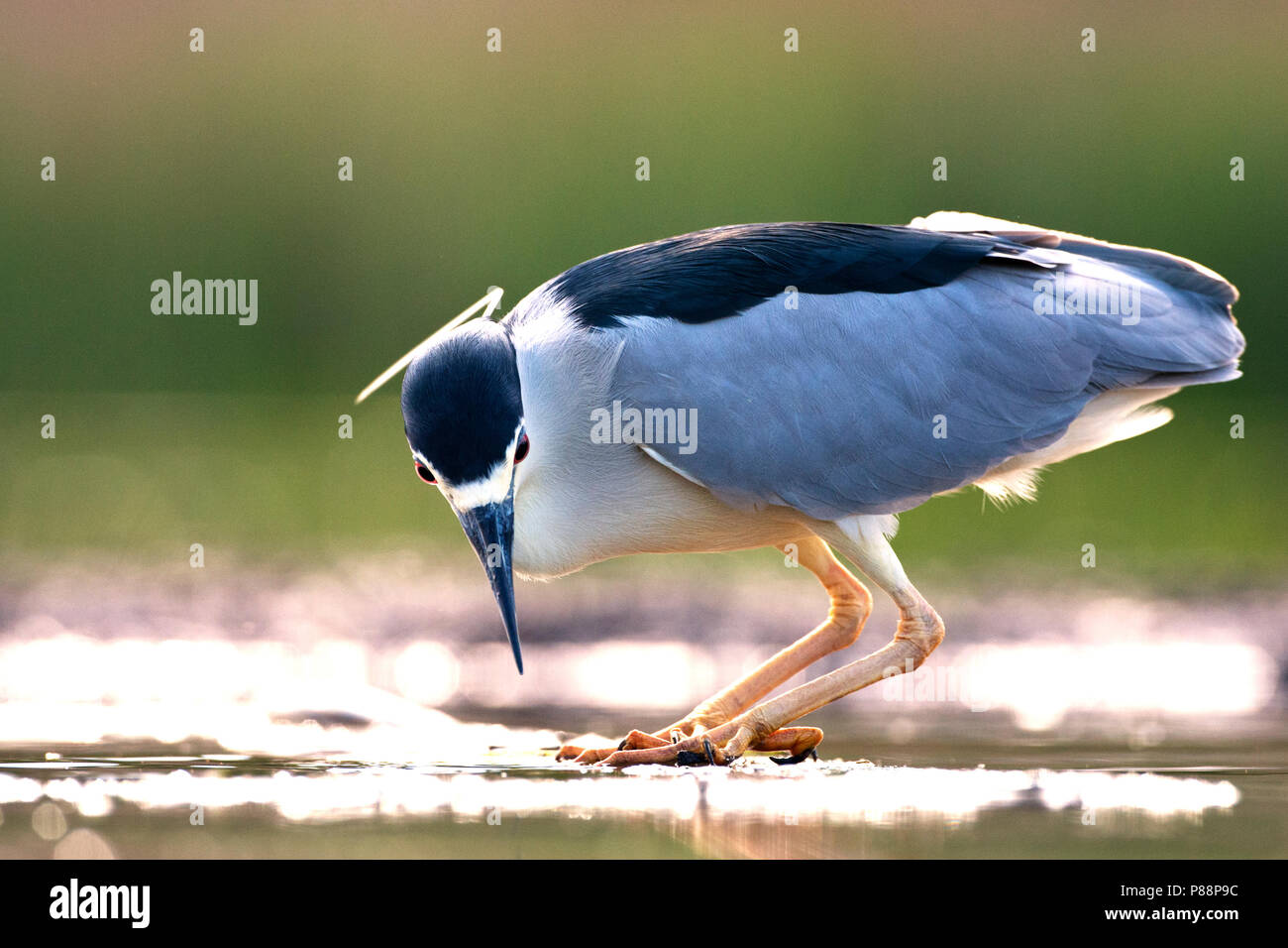 Vissende Kwak volwassen ; pêche hot Night Heron Banque D'Images