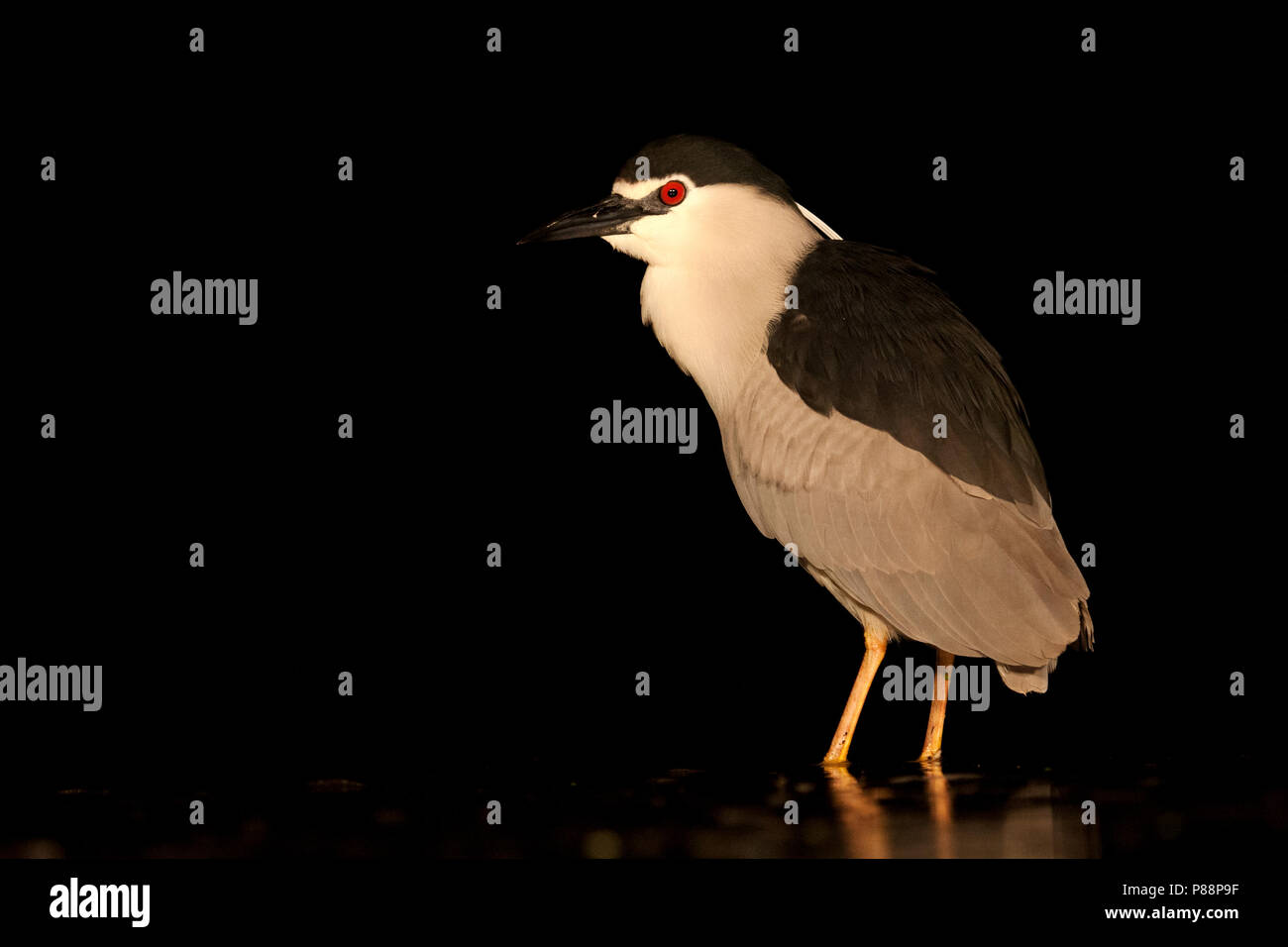 Nachtelijke staand Kwak in het water ; Nocturnal bihoreau gris debout dans het water Banque D'Images