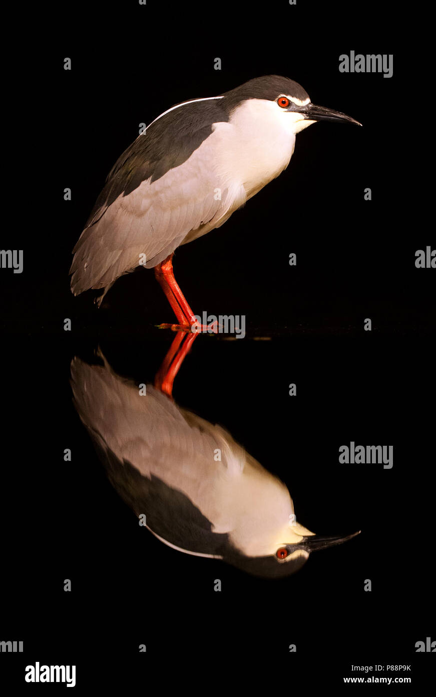 Kwak staand dans de l'eau rencontrés spiegelbeeld ; bihoreau gris debout dans l'eau avec sa réflexion Banque D'Images