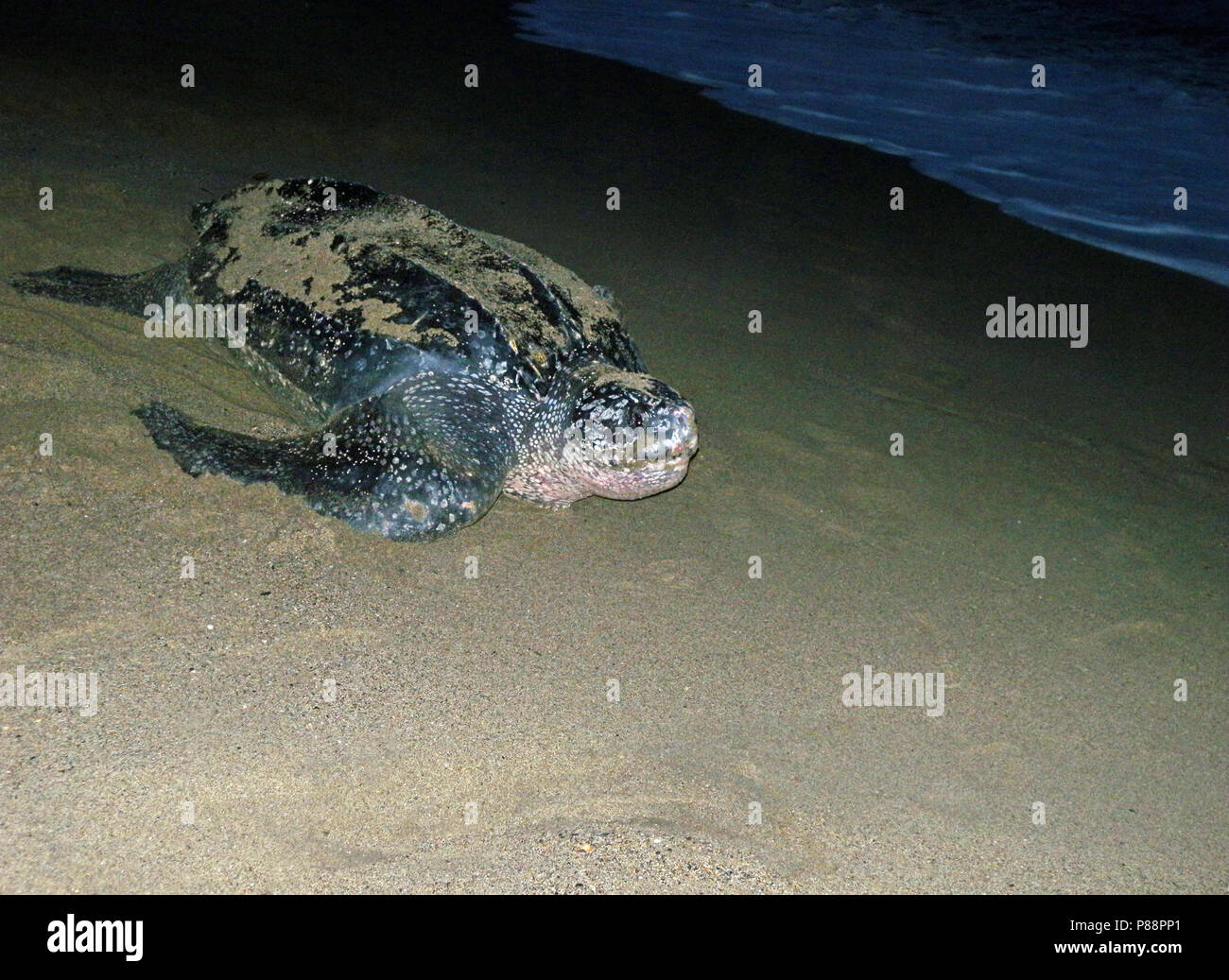 Lederschildpad d schildpad de ter wereld ; Tortue luth (Dermochelys coriacea), la plus grande tortue sur la planète Banque D'Images