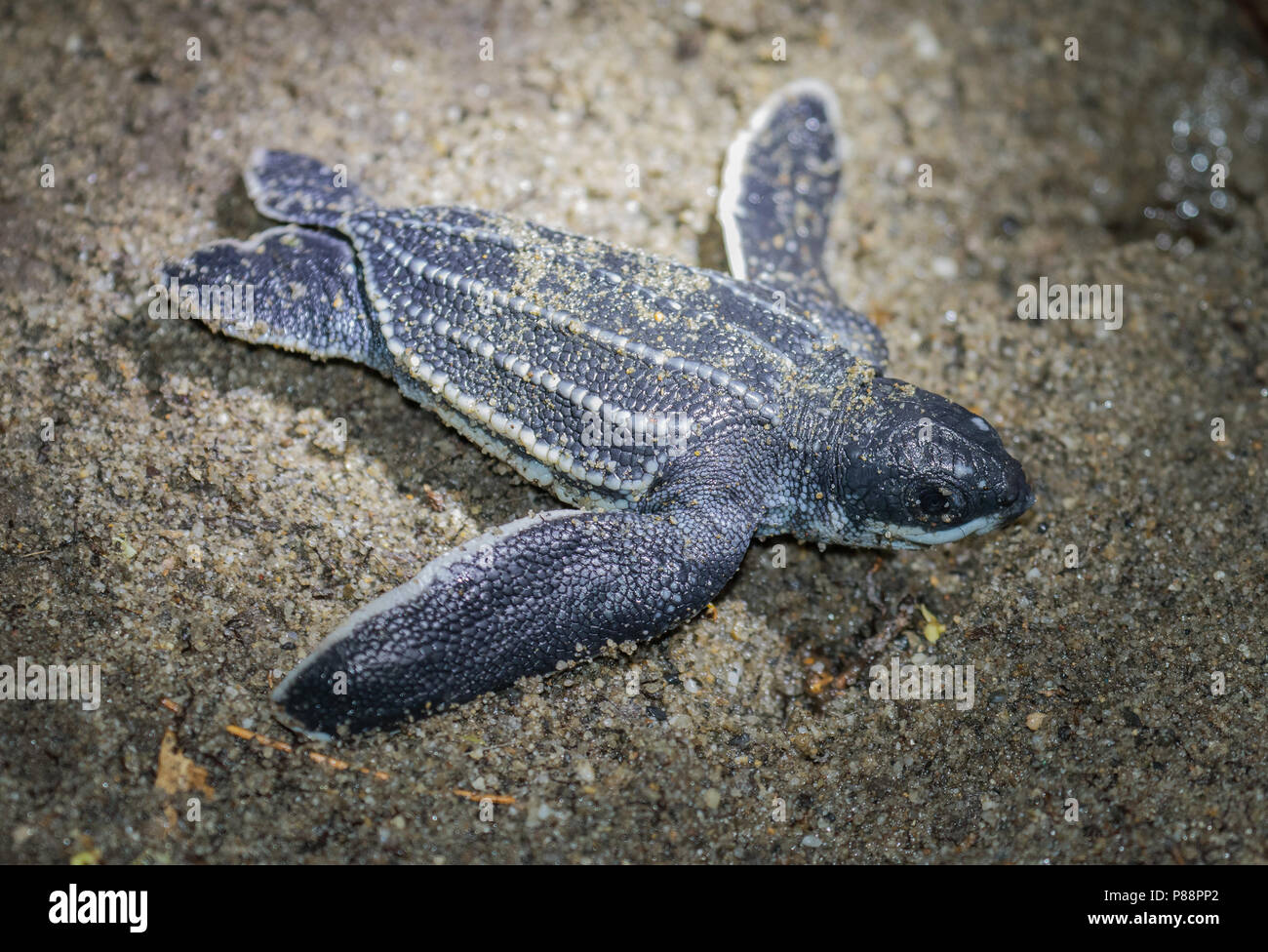 Lederschildpad op strand van de Trinidad ; Tortue luth (Dermochelys coriacea), sur une plage de la Trinité Banque D'Images