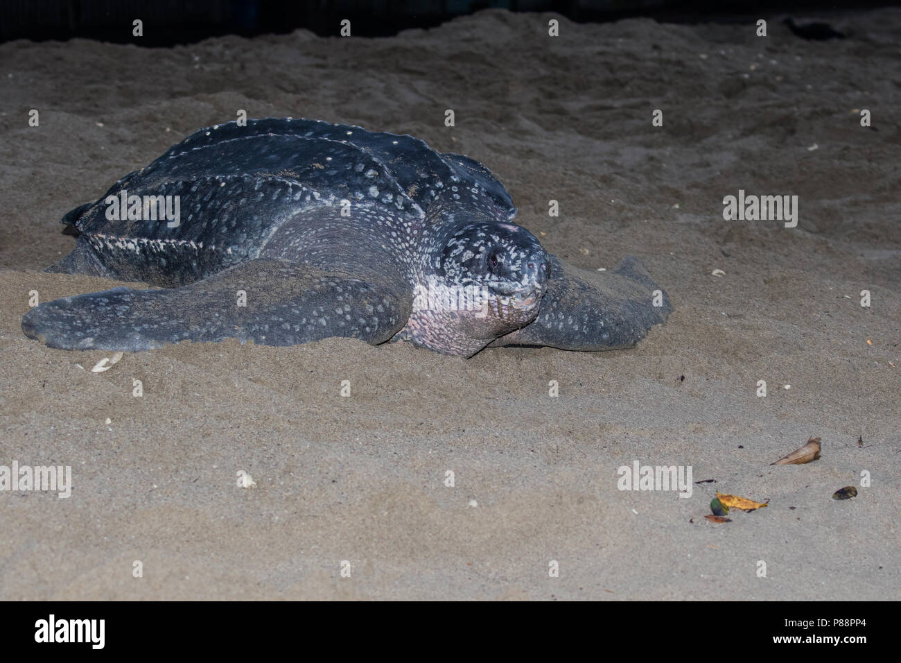 Lederschildpad op strand van de Trinidad ; Tortue luth (Dermochelys coriacea), sur une plage de la Trinité Banque D'Images