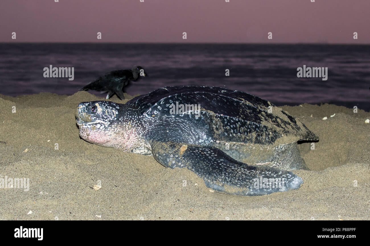 Lederschildpad op strand van de Trinidad ; Tortue luth (Dermochelys coriacea), sur une plage de la Trinité Banque D'Images
