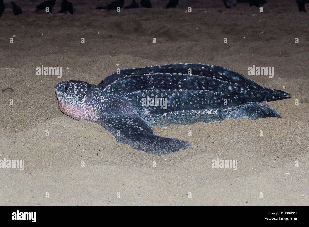 Lederschildpad op strand van de Trinidad ; Tortue luth (Dermochelys coriacea), sur une plage de la Trinité Banque D'Images