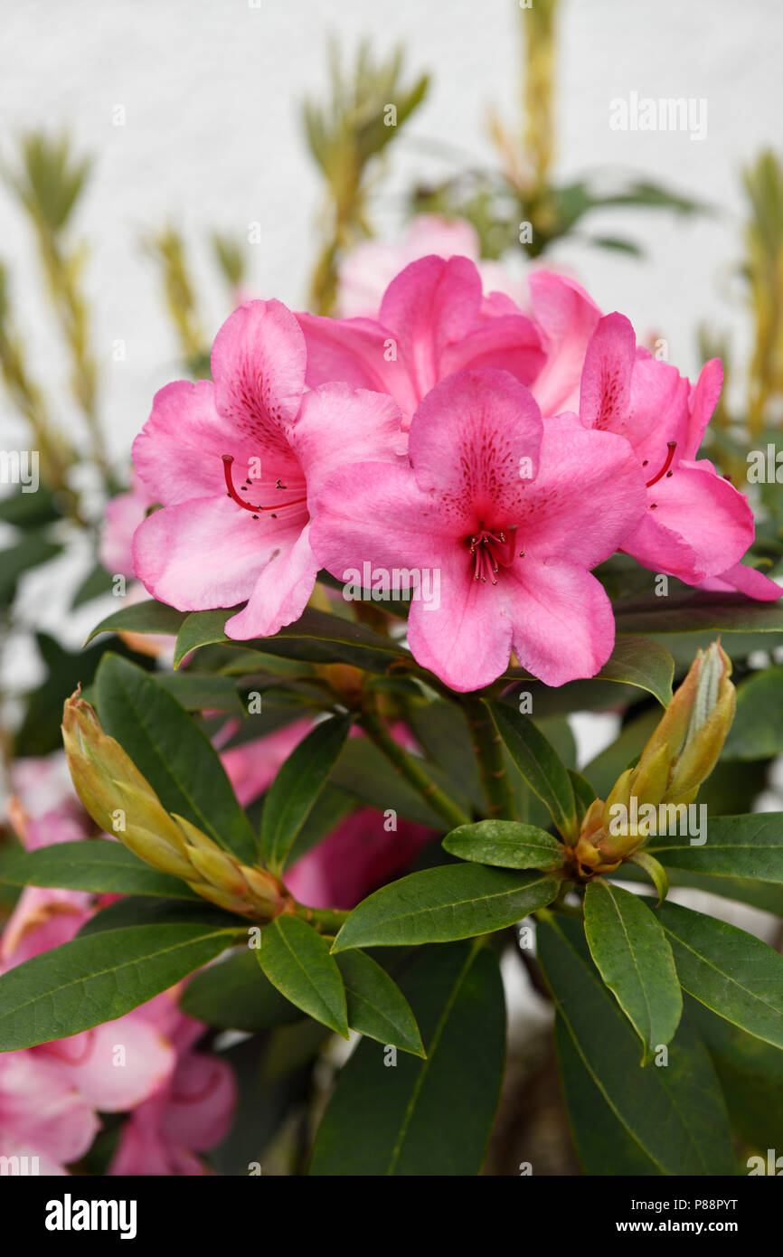 Fleurs roses de Rhododendron ornemental bush dans un jardin bien qu'ponticim Rhododendron est une espèce envahissante en Ecosse UK Banque D'Images